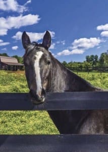 horse farm fencing in southern md