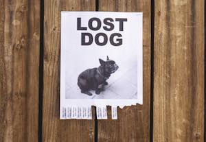 fences stop lost dog
